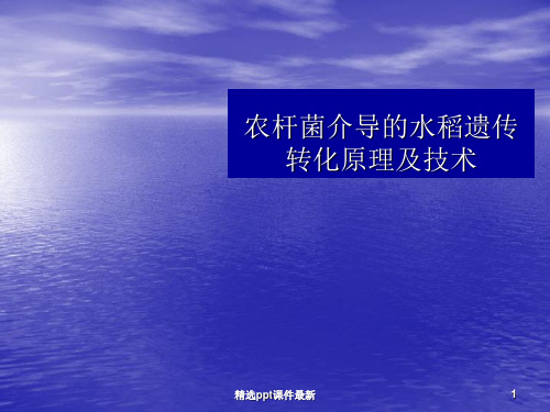 农杆菌转化原理及技术PPT课件