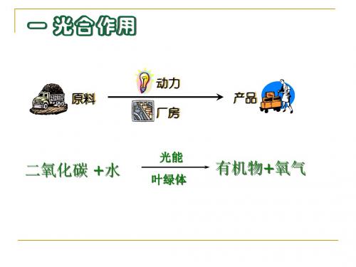 济南版七年级上册生物课件：第二单元 第一章 第三节 绿色植物的三大作用(共32张PPT)