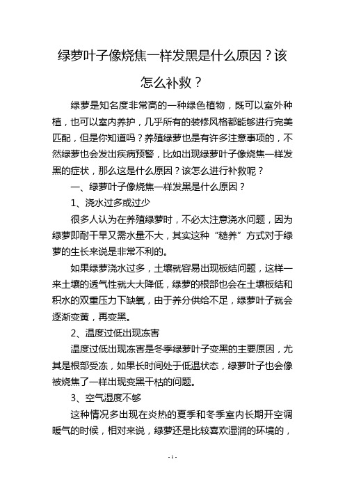 绿萝叶子像烧焦一样发黑是什么原因？该怎么补救？