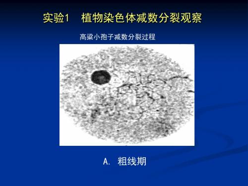 《遗传学实验》PPT课件