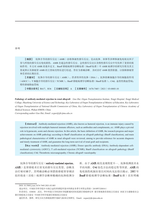 移植肾抗体介导的排斥反应的病理学