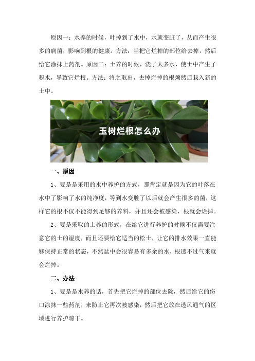 玉树烂根怎么办