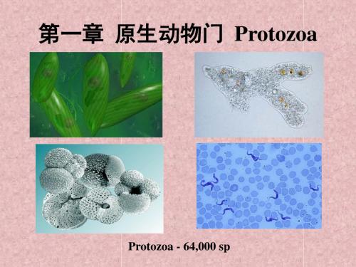 高中生物竞赛精品资料-原生动物