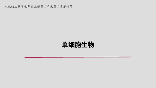 人教版七年级生物《单细胞生物》课件