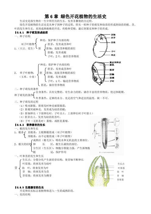 北师大版生物-七年级上册 绿色开花植物的生活史 复习教案