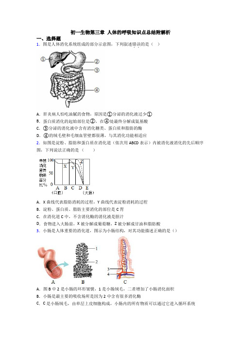 初一生物第三章 人体的呼吸知识点总结附解析