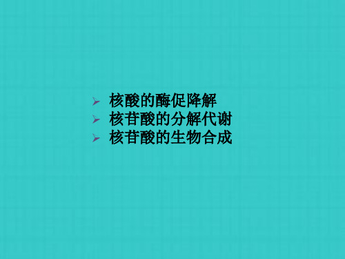 核酸的降解和核苷酸代谢(1)