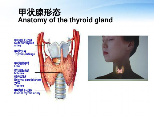 甲状腺疾病ppt课件