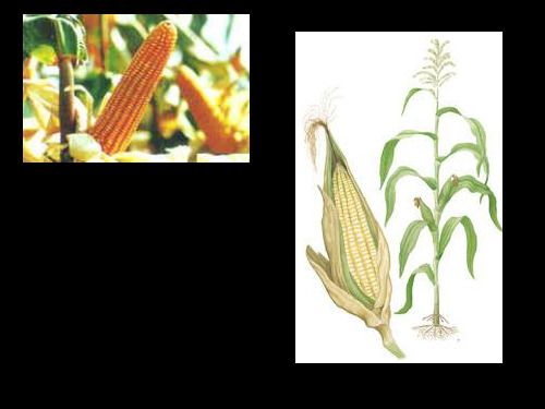 鲁科版生物六年级下册3.1.3《种子植物》课件4 (共34张PPT)