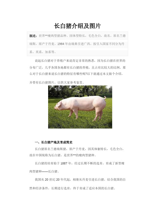 长白猪介绍及图片