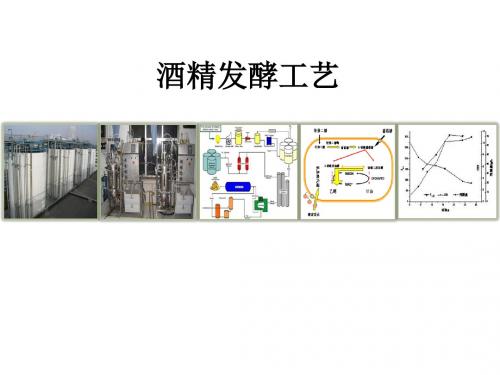 酒精发酵工艺课件