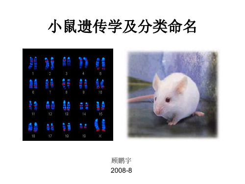 小鼠遗传学及其分类命名