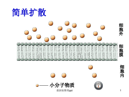 被动转运主动转运特点(上课用)ppt课件