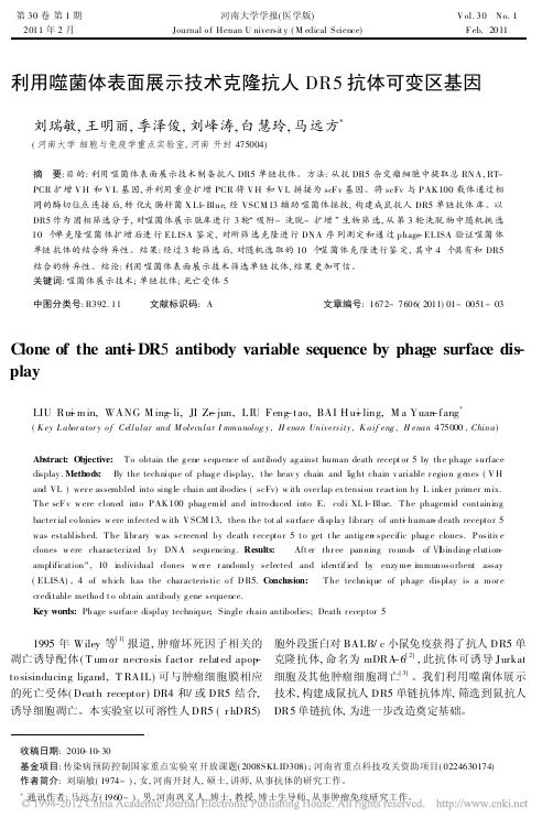 利用噬菌体表面展示技术克隆抗人DR5抗体可变区基因