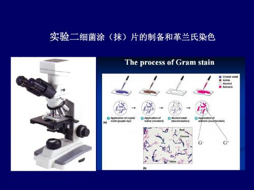 实验二 细菌涂(抹)片的制备和革兰氏染色