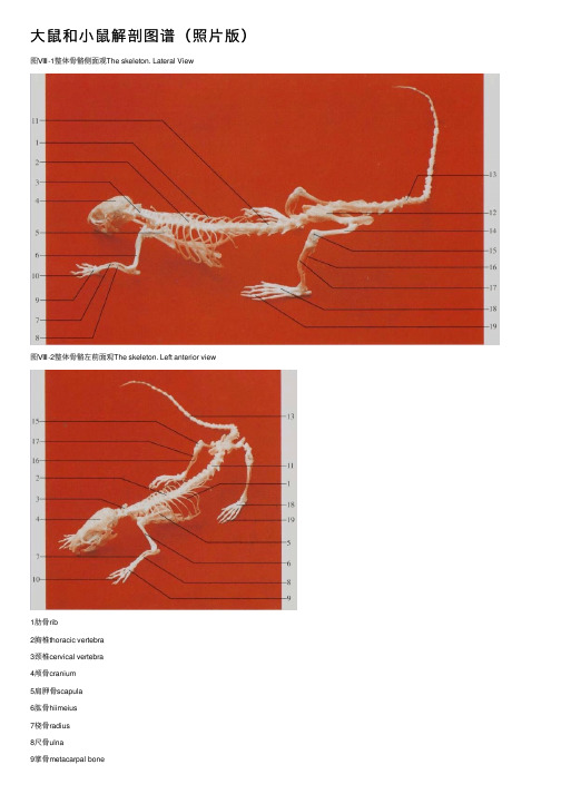 大鼠和小鼠解剖图谱（照片版）