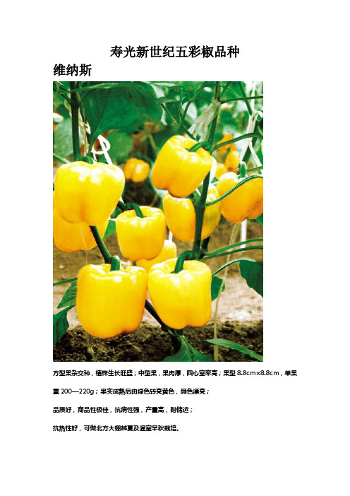 寿光新世纪五彩椒品种