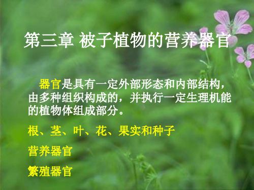 植物学课件：第三章 被子植物的营养器官