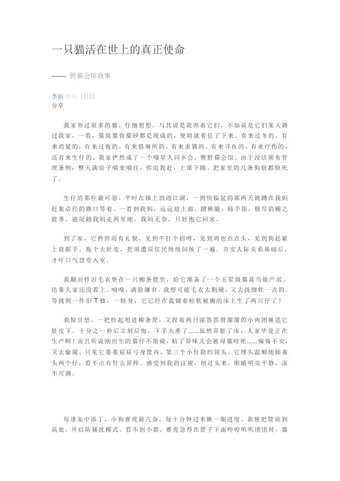 一只猫活在世上的真正使命