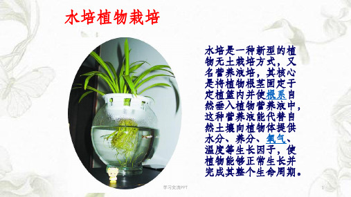 水培植物的维护保养课件