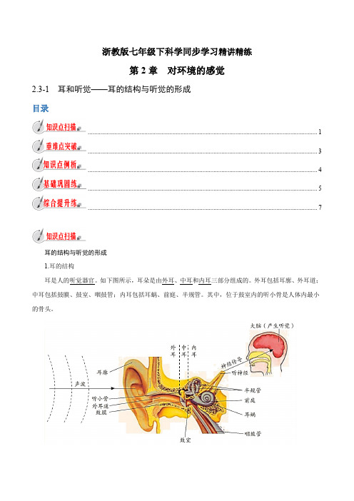 【精品讲义】浙教版 科学 7年级下册 2.3.1 耳和听觉——耳的结构与听觉的形成(学生版)