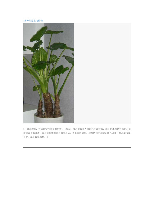 18种常见室内植物