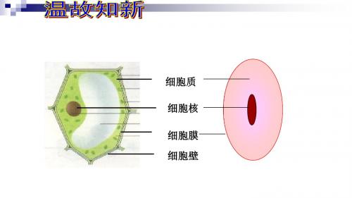 细胞的生活