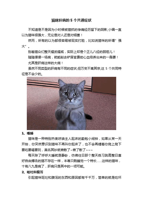 猫咪肝病的5个共通症状