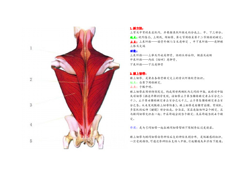 (完整版)全身肌肉图解汇总