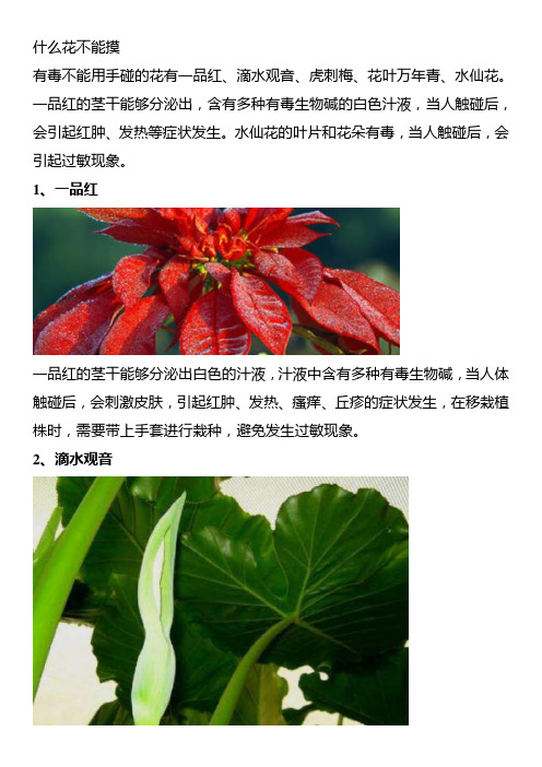 什么花不能摸