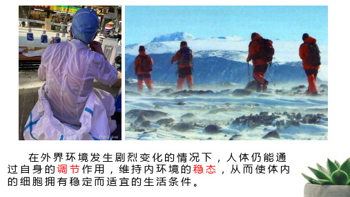 1_1 细胞生活的环境 课件【新教材】高二生物人教版选择性必修一