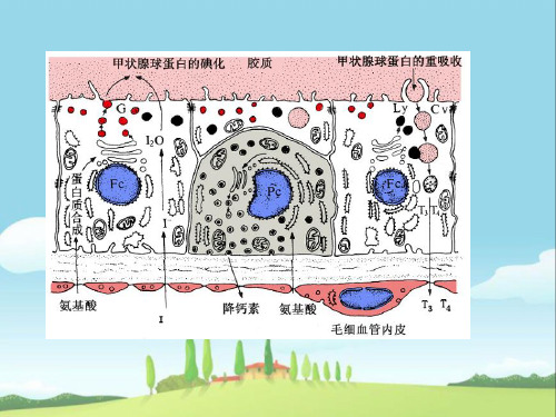 甲状腺激素合成功能及调节