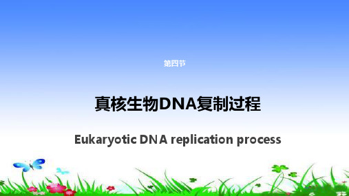 真核生物DNA复制过程