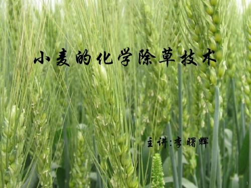 小麦的化学除草—李曙辉