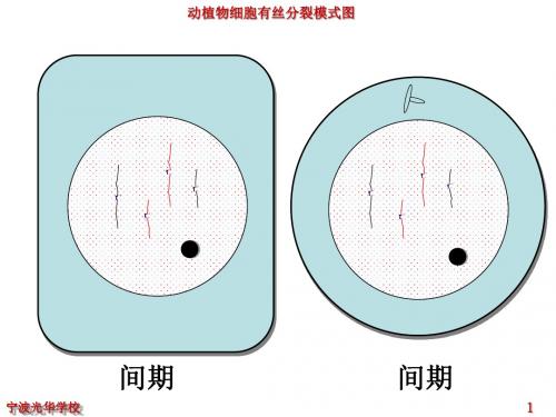 生物：《动植物细胞有丝分裂模式图》课件(浙科版必修1)