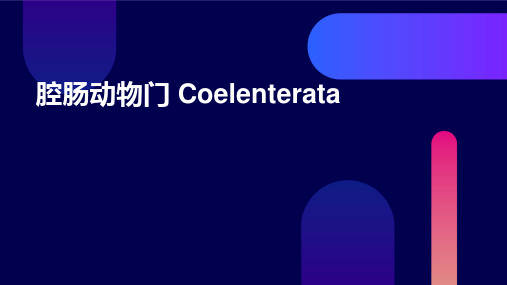 腔肠动物门Coelenterata