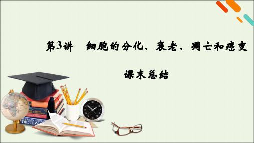 新高考2021高考生物一轮复习第4单元细胞的生命历程第3讲细胞的分化衰老凋亡和癌变课末总结课件新人教版