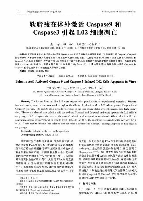 软脂酸在体外激活Caspase9和Caspase3引起L02细胞凋亡