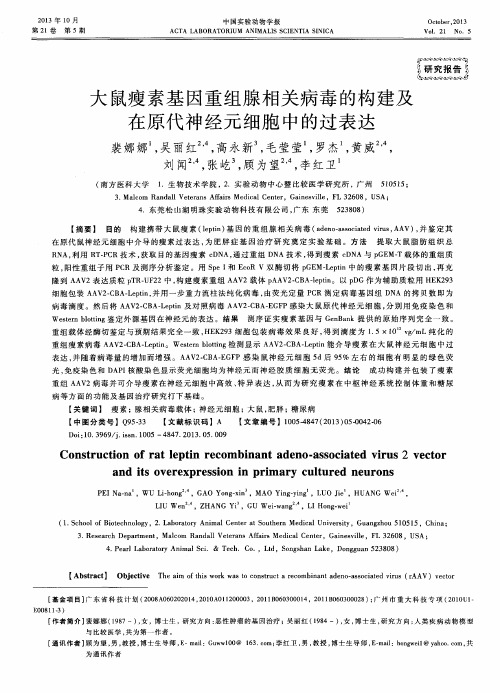 大鼠瘦素基因重组腺相关病毒的构建及在原代神经元细胞中的过表达