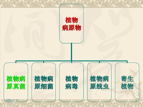 植物病原细菌PPT