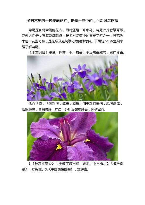 乡村常见的一种美丽花卉，也是一味中药，可治风湿疼痛