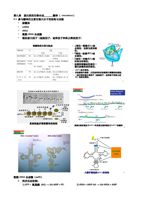 分子生物学09 蛋白质合成