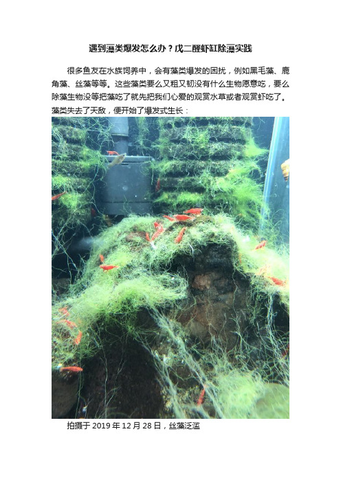 遇到藻类爆发怎么办？戊二醛虾缸除藻实践