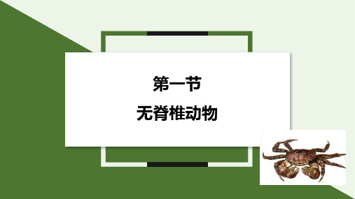 2.2.1 无脊椎动物  课件(共30张PPT) 2024-2025学年生物人教版七年级上册