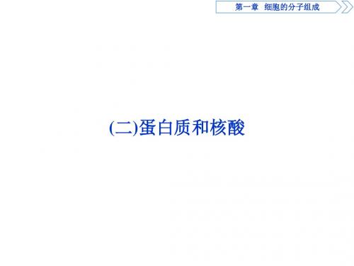 浙教版高中生物必修一课件:第1章蛋白质和核酸