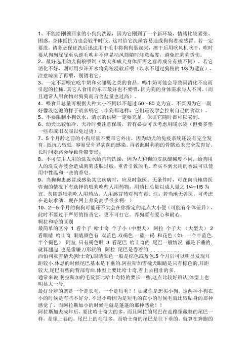 养狗的注意事项