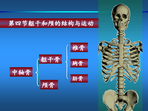 运动解剖学第二章第四节躯干和颅的连接与运动中轴骨PPT课件