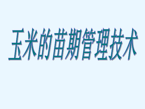 玉米的苗期管理技术课件