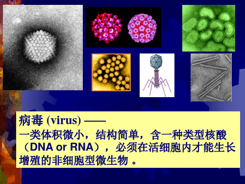 微生物学第十六章 病毒