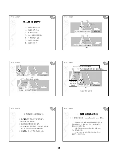 3第三章 核酸
